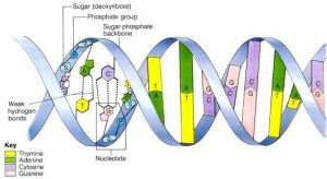 nucleotides