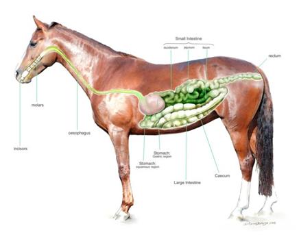 Hind gut health in horses