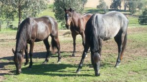 Horses grazing