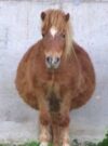 Overweight Horses – Feeding Mistakes