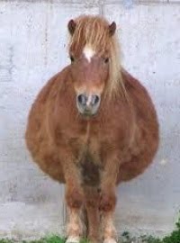 Overweight Horses – Feeding Mistakes