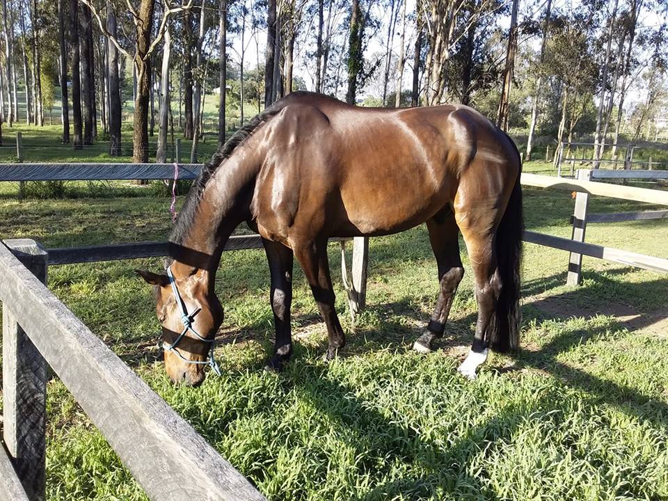 grazing horse