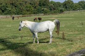 Horse pooping