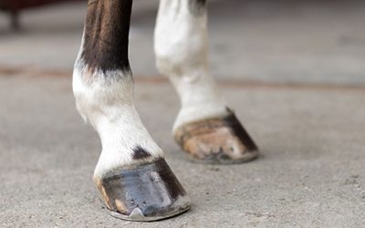 Building Healthy Hooves