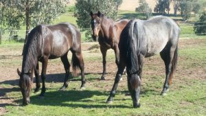 best natural diet horses grazing