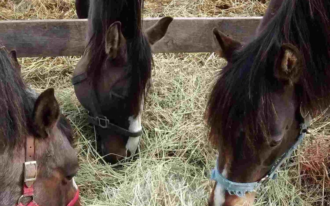 What is a Low-Starch Diet for Horses?