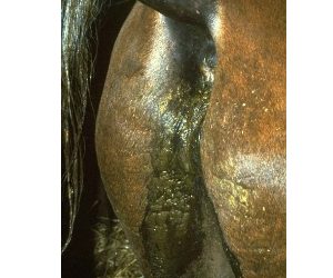 Management of Scouring horses