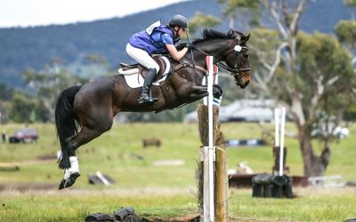 Feeding performance horses