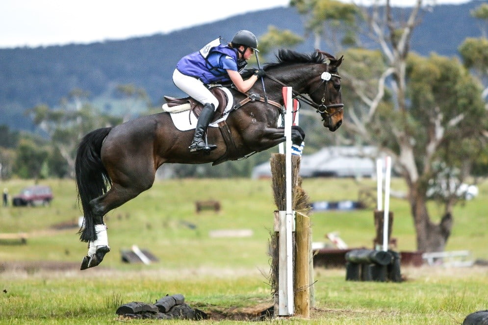 Feeding performance horses