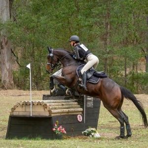 feeding orr weight gain in competition horses