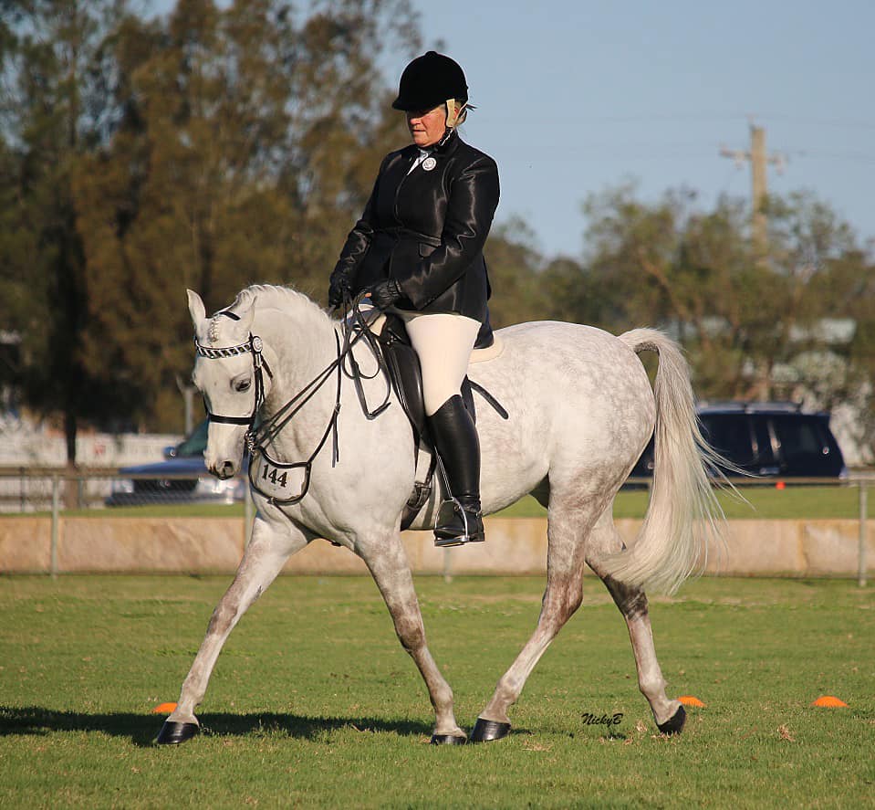 dressage horse