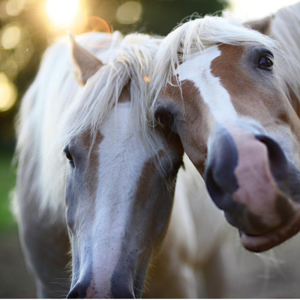 Overweight Horses Common Feeding Mistakes How They Contribute