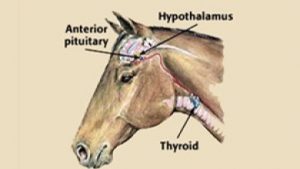 Areas affected by cushings