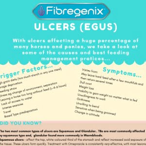 ulcers in horses