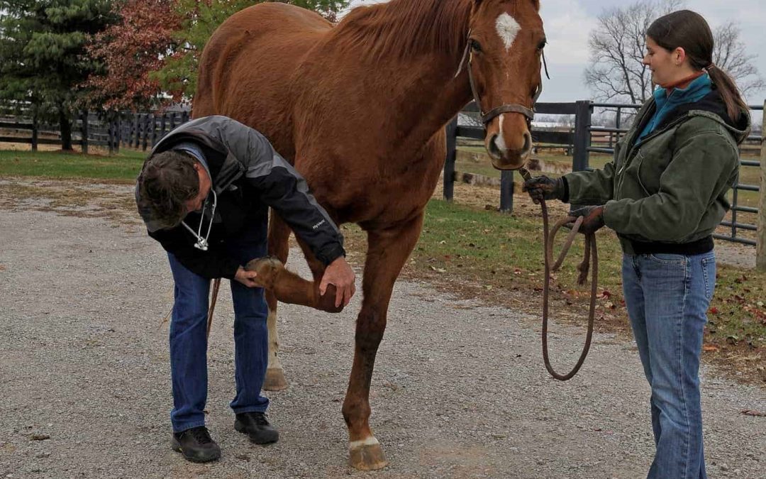 Buying off the track thoroughbreds