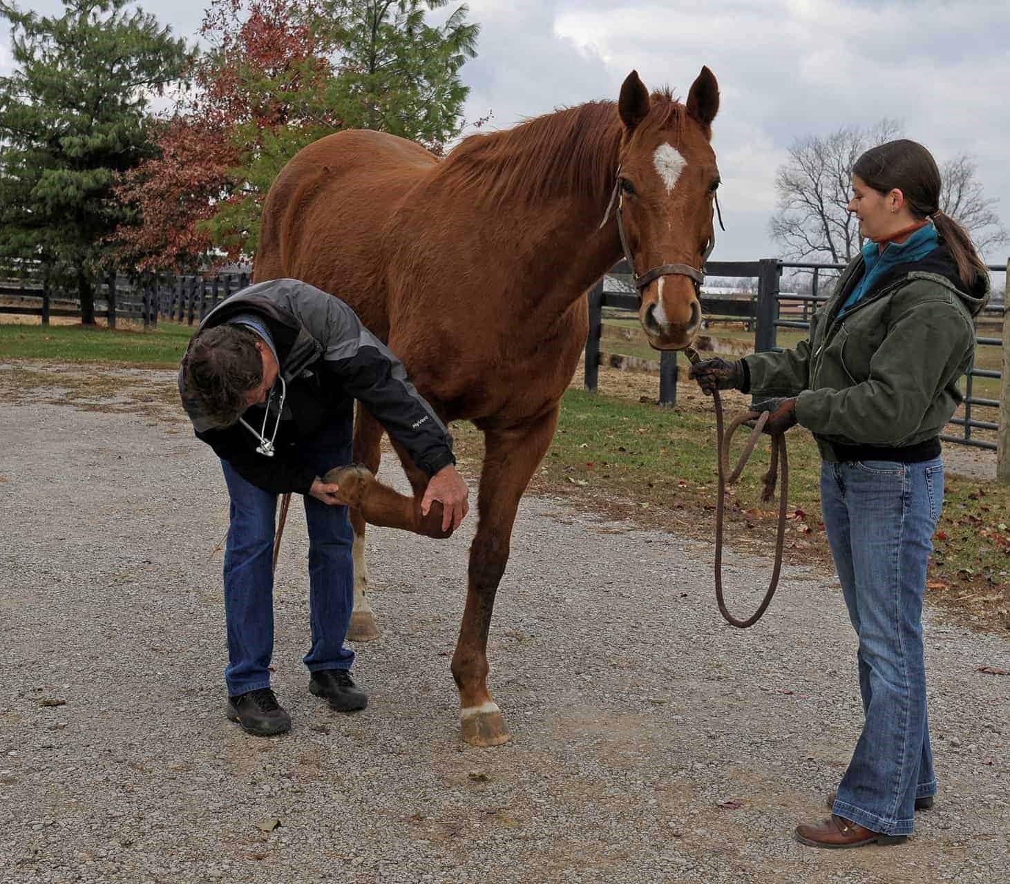 Off Track Thoroughbreds, Information You Need With Fibregenix