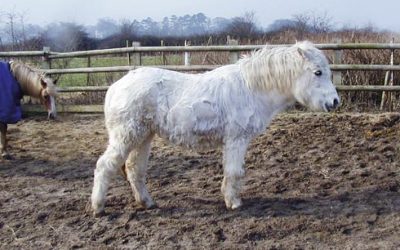 Equine Cushing’s Disease