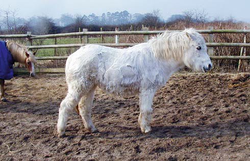 Cushings disease in horses