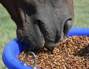 horse feeding