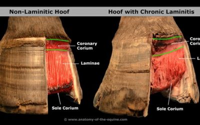 Laminitis Prevention and hoof care