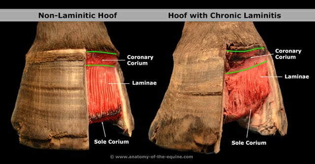 Preventing Laminitis - Healthy hoof versus laminitic hoof
