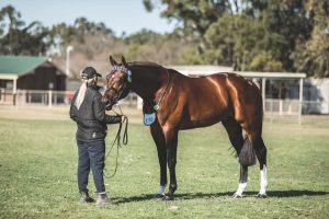 Horse with great topline