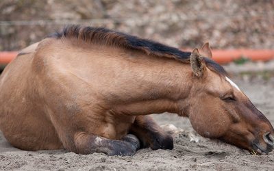 Understanding colic