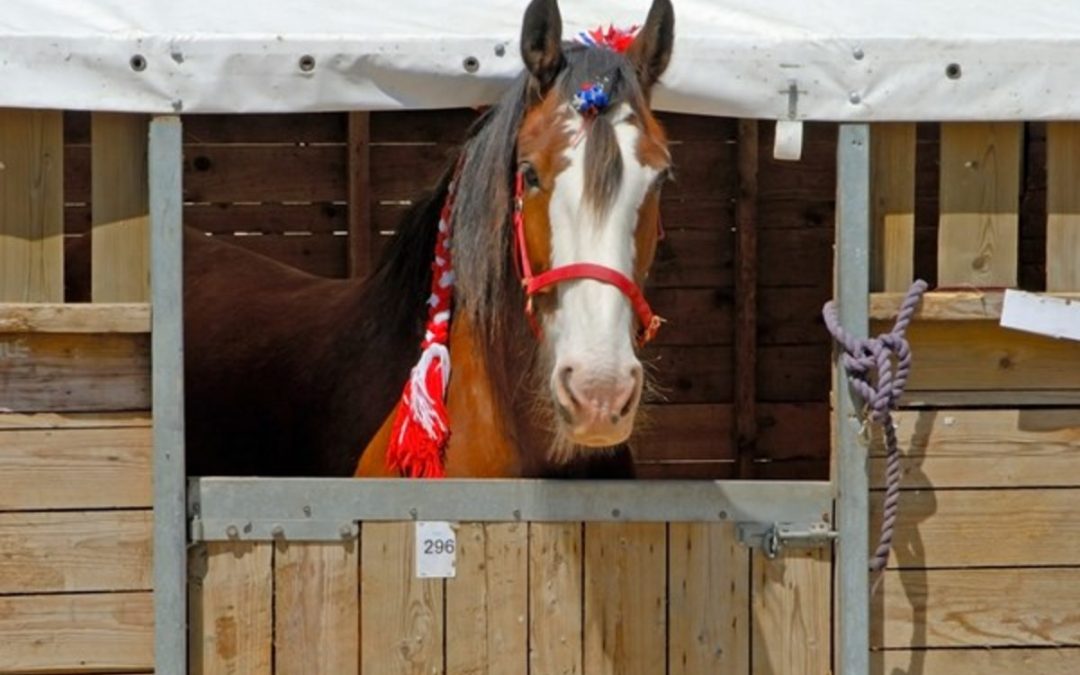 Horse show stabling