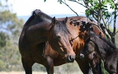 Your horse’s immune system