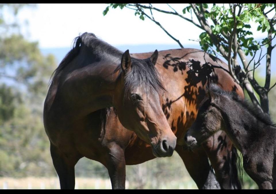 Horse's immune system