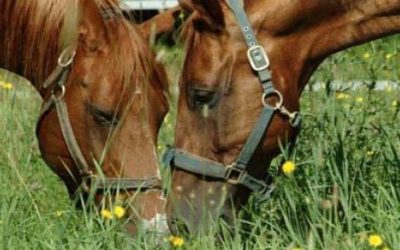 Feeding Oils and Fats to Horses