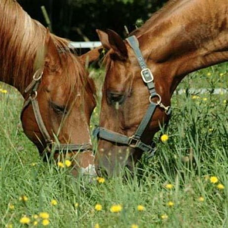 Feeding Oils and Fats to Horses