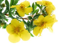 primrose a source of Omega 6