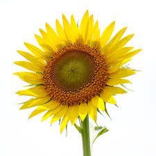 sunflower a source of Omega 6