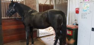 veteran horse