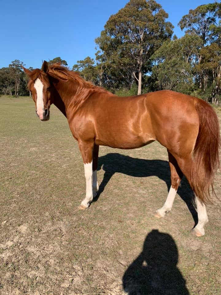 Arabian Mare