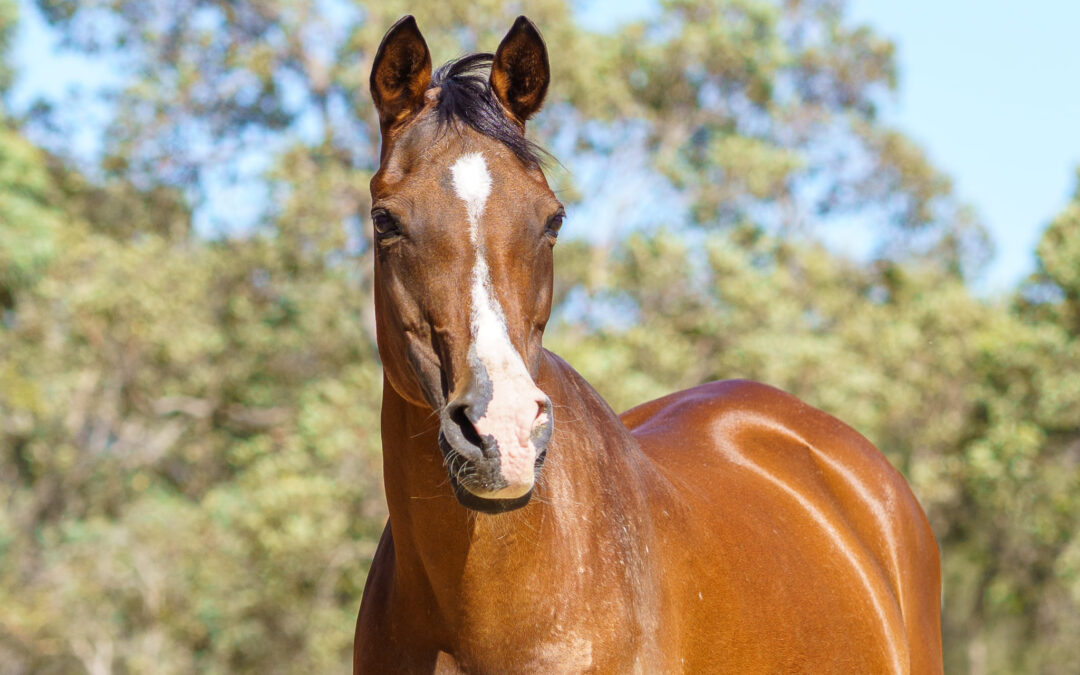 Feed Balancers – A Versatile Approach to Feeding Horses