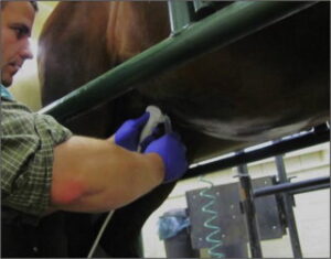 vet performing Transabdominal Ultrasound 