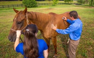 Preventing and Managing Hindgut Ulcers