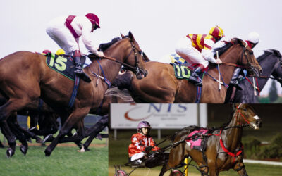 Feeding racehorses